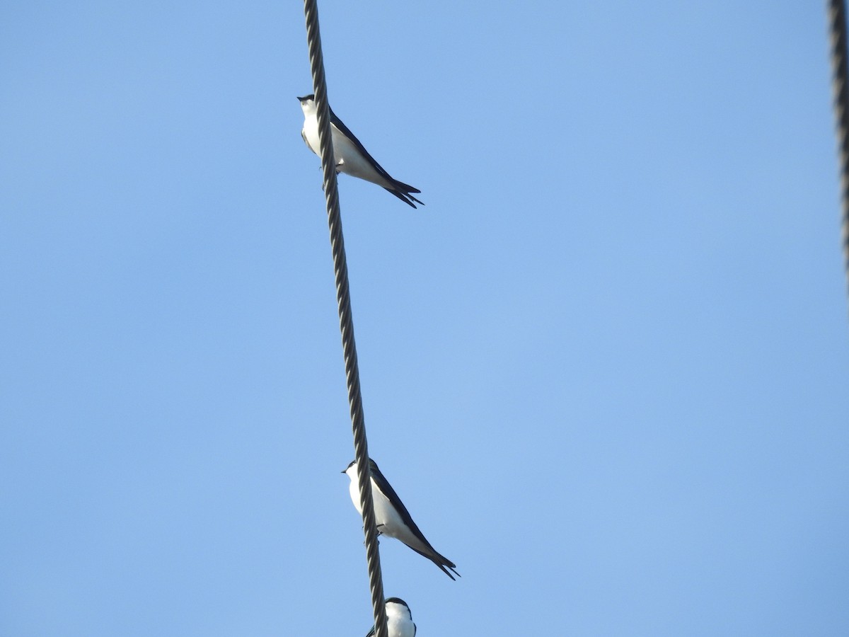 Bahama Swallow - ML78583971