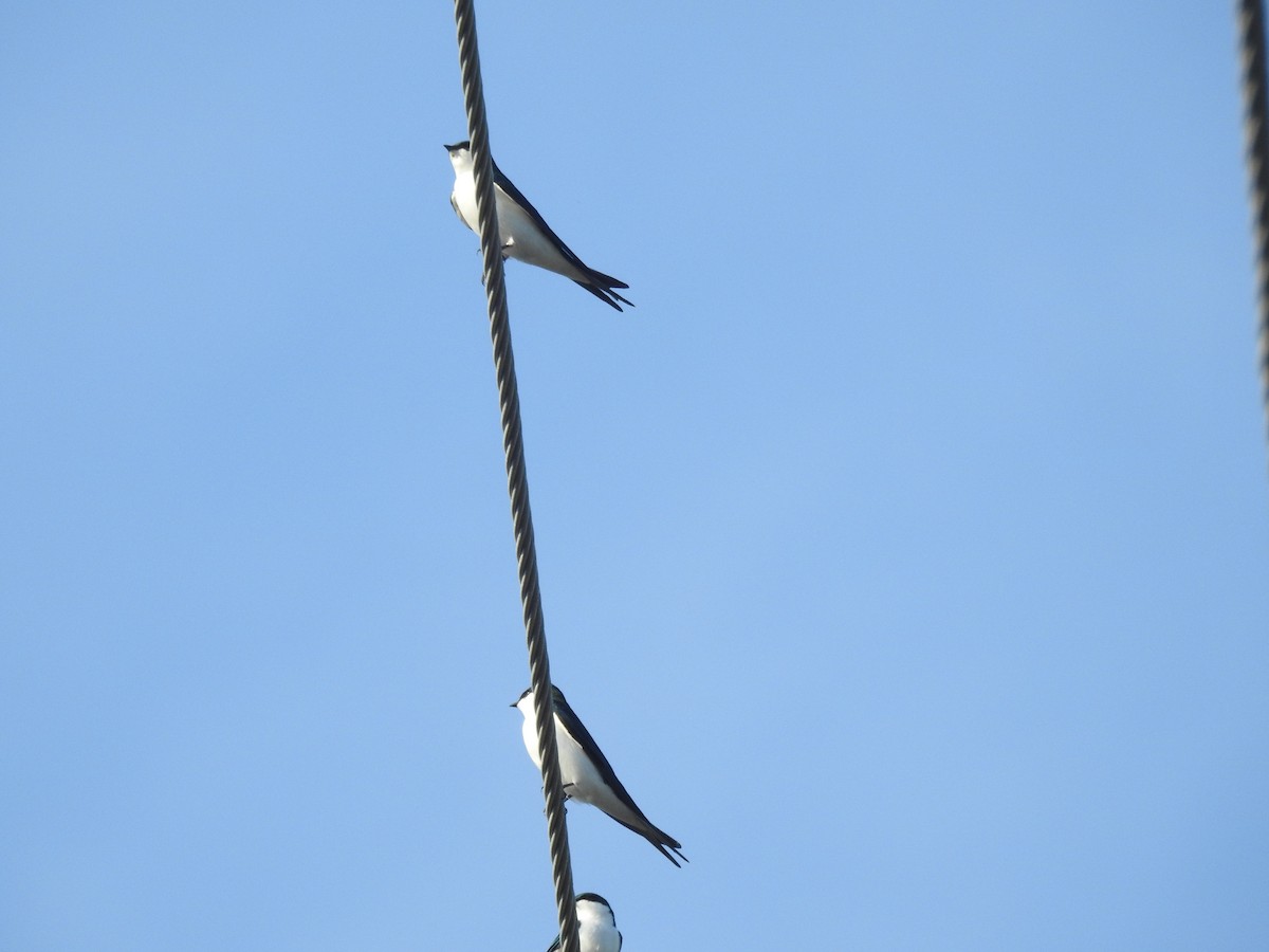 Golondrina de las Bahamas - ML78583971