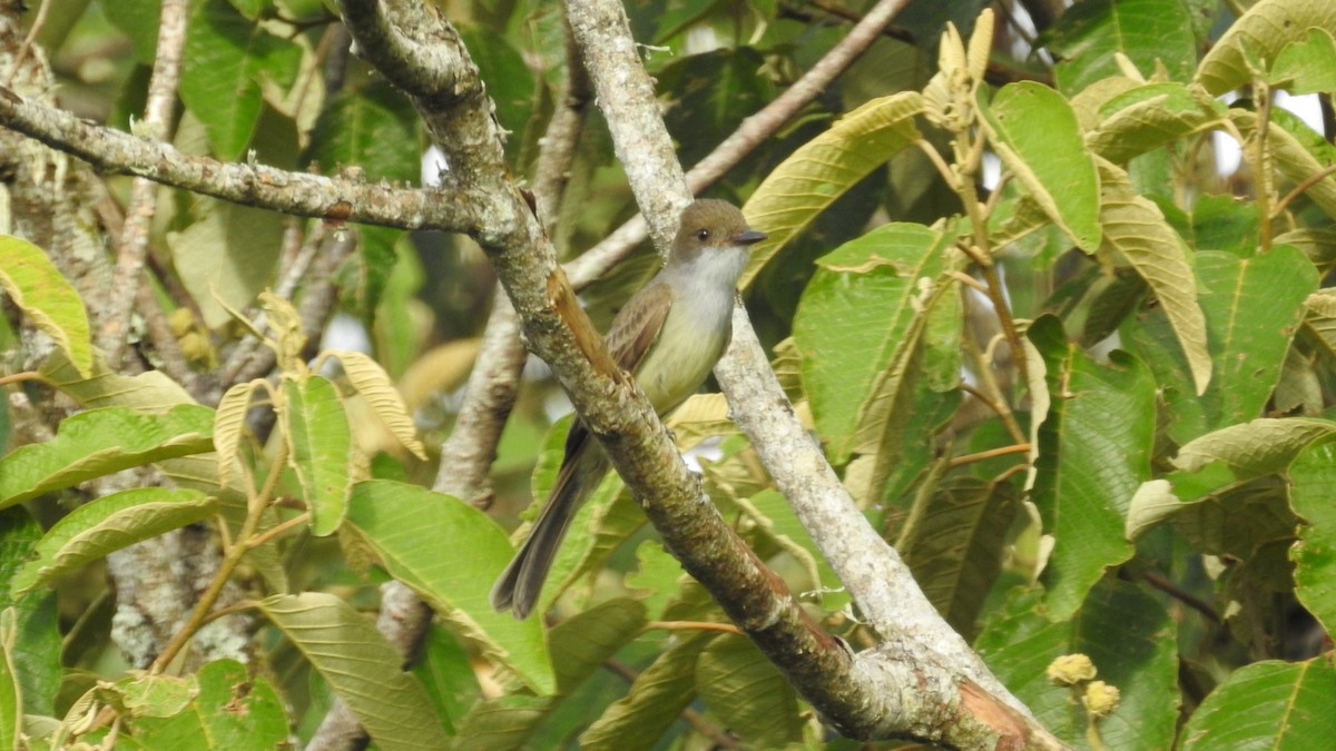 Swainson's Flycatcher - ML78584001