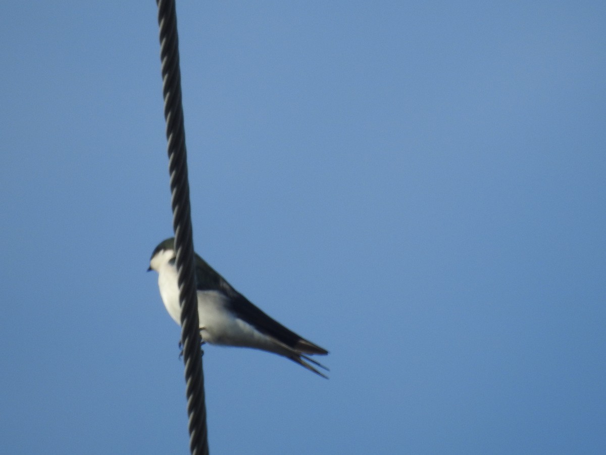 Golondrina de las Bahamas - ML78584011