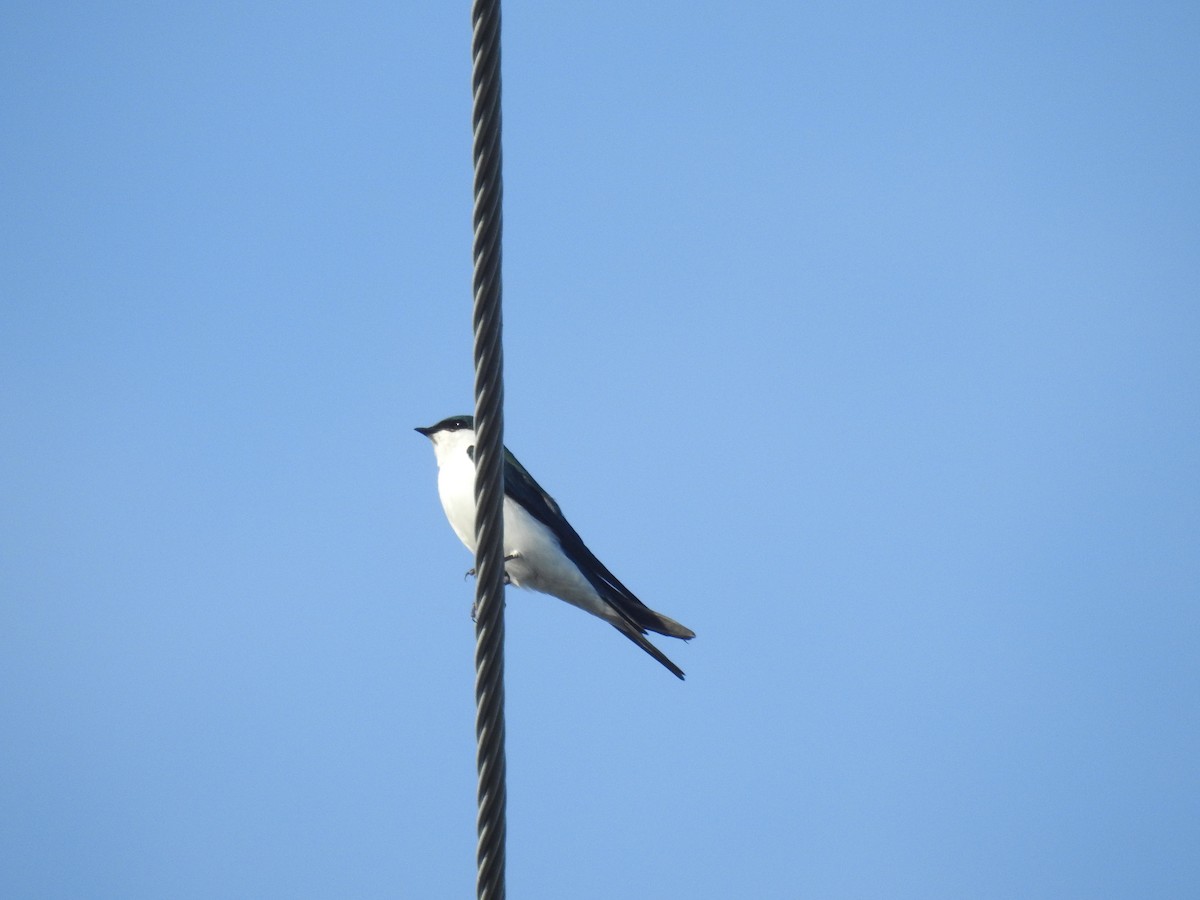 Bahama Swallow - ML78584061