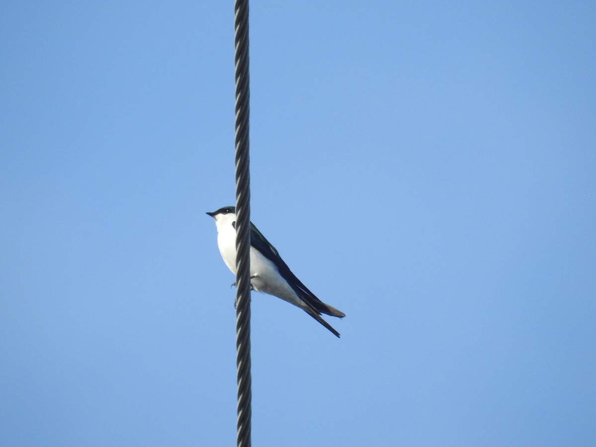 Golondrina de las Bahamas - ML78584061