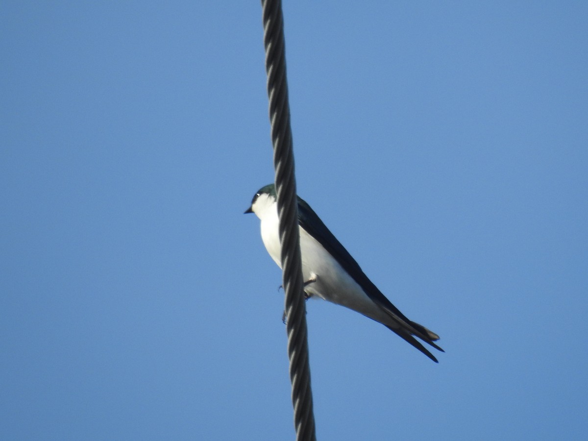 Bahama Swallow - ML78584101