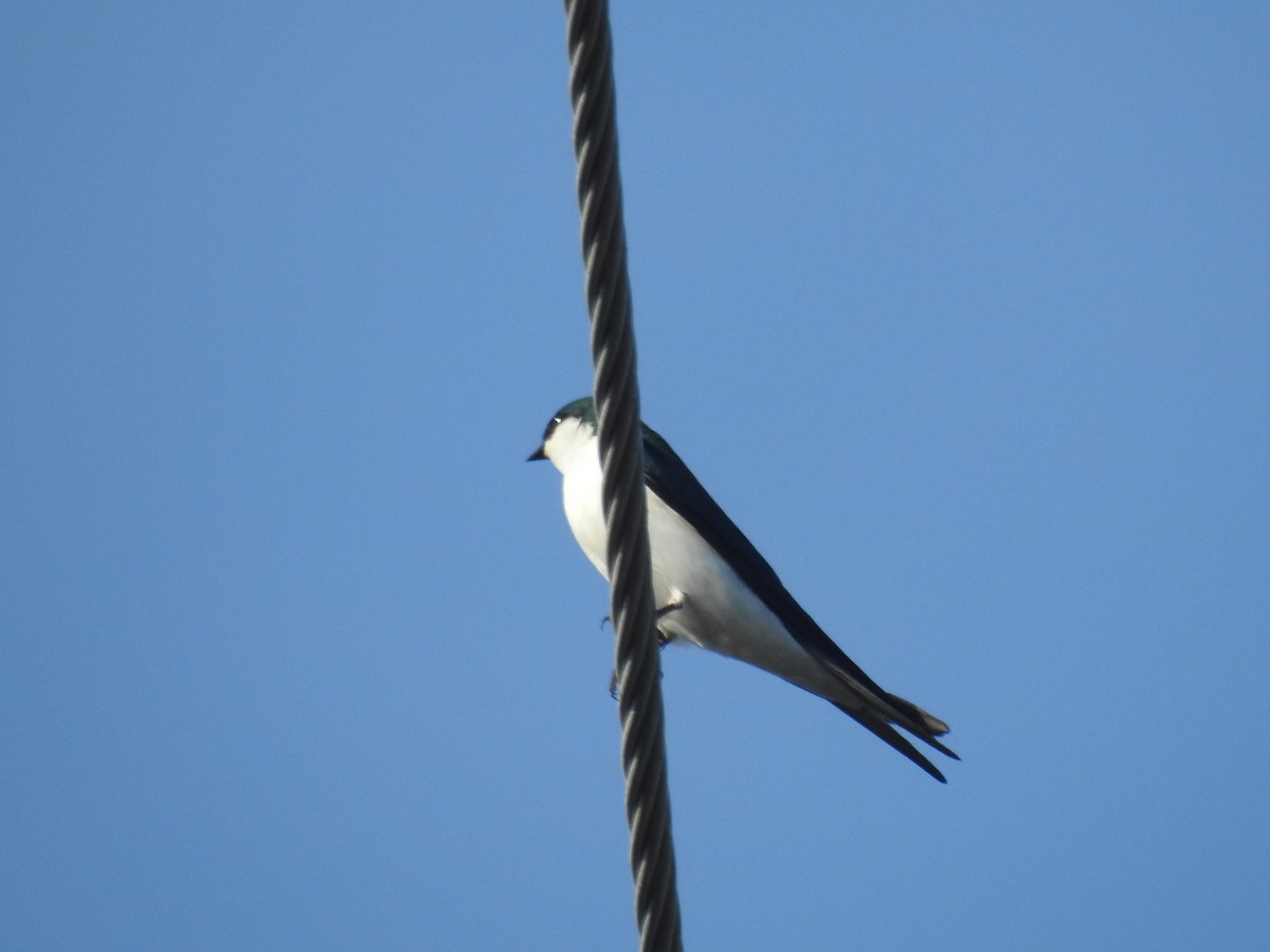 Golondrina de las Bahamas - ML78584101