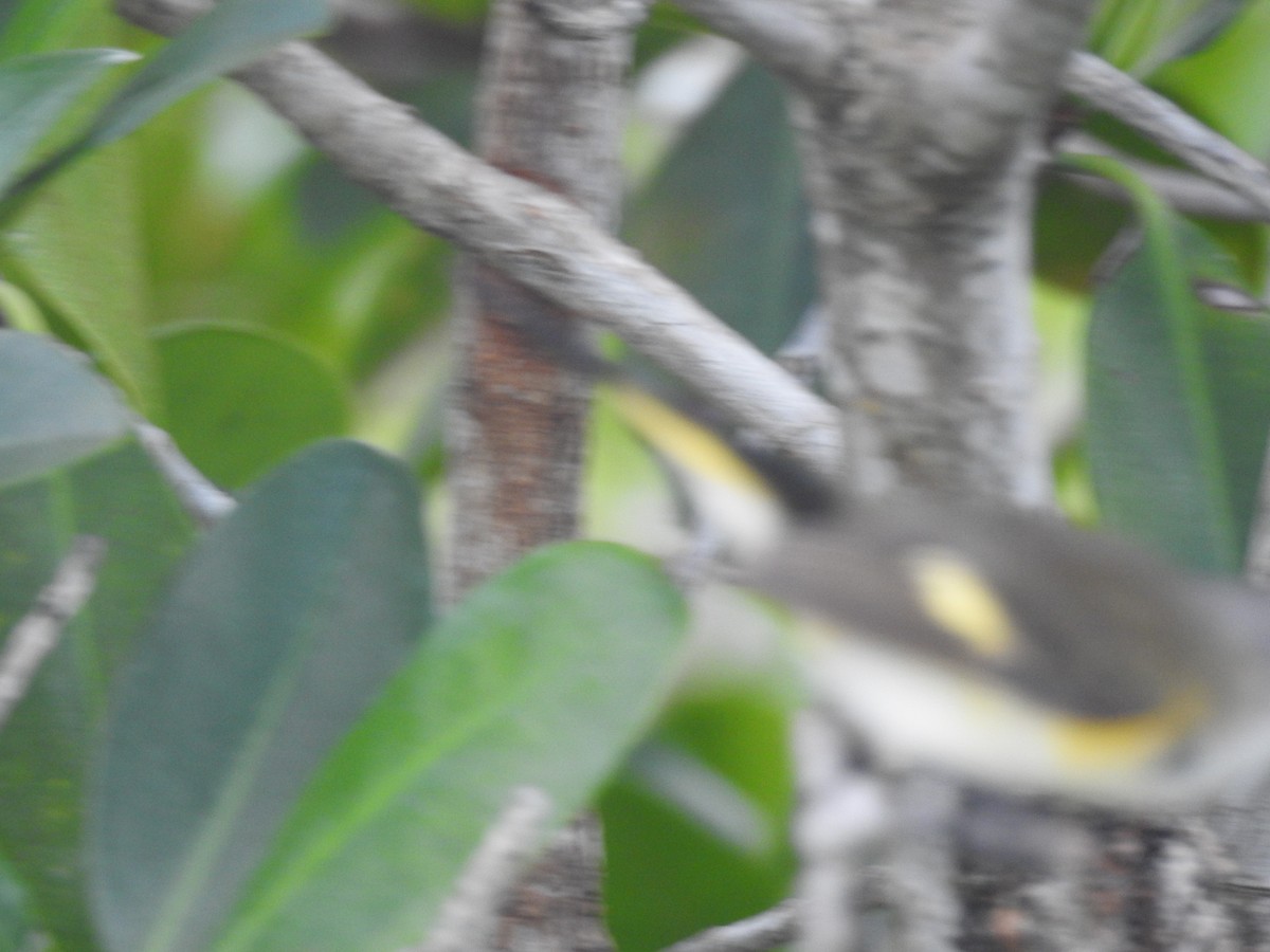 American Redstart - ML78584791