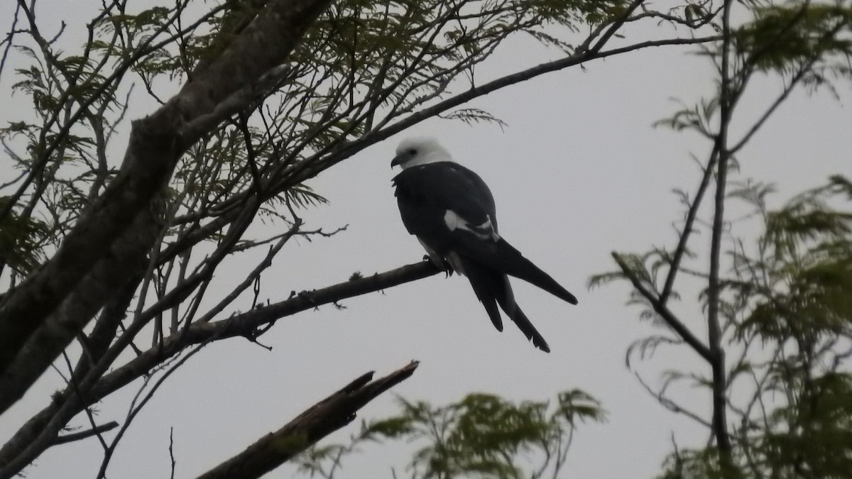 Swallow-tailed Kite - ML78585841