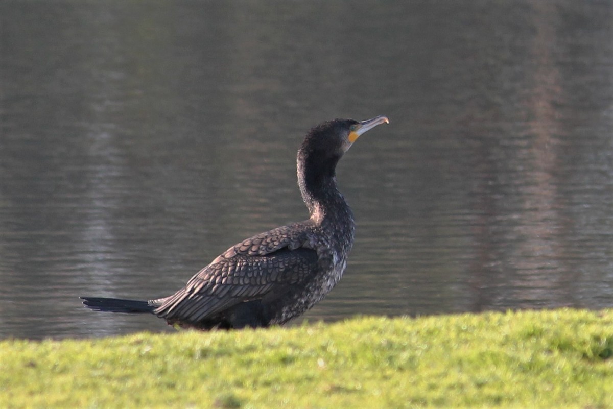 Great Cormorant - ML78585861