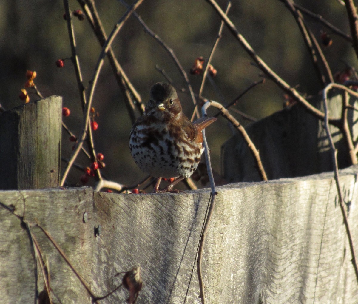 Fox Sparrow - ML78586021