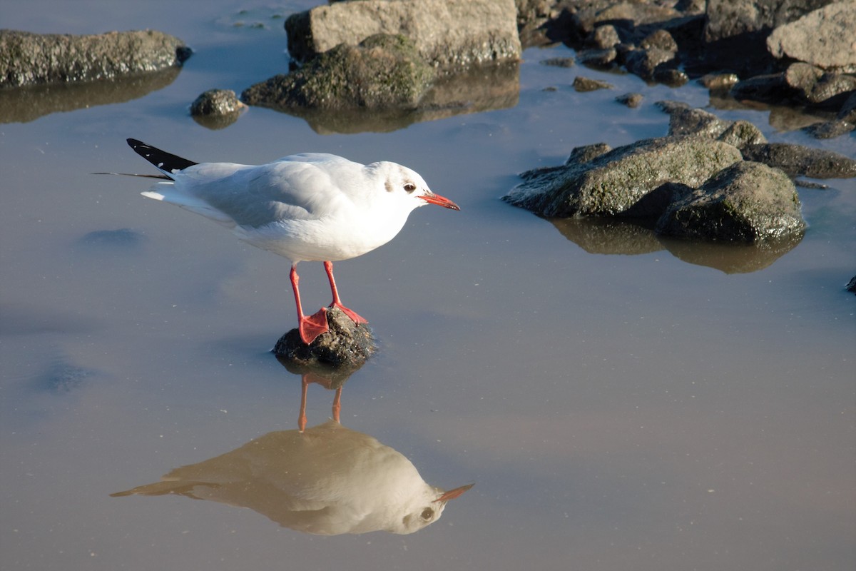 Black-headed Gull - ML78586441