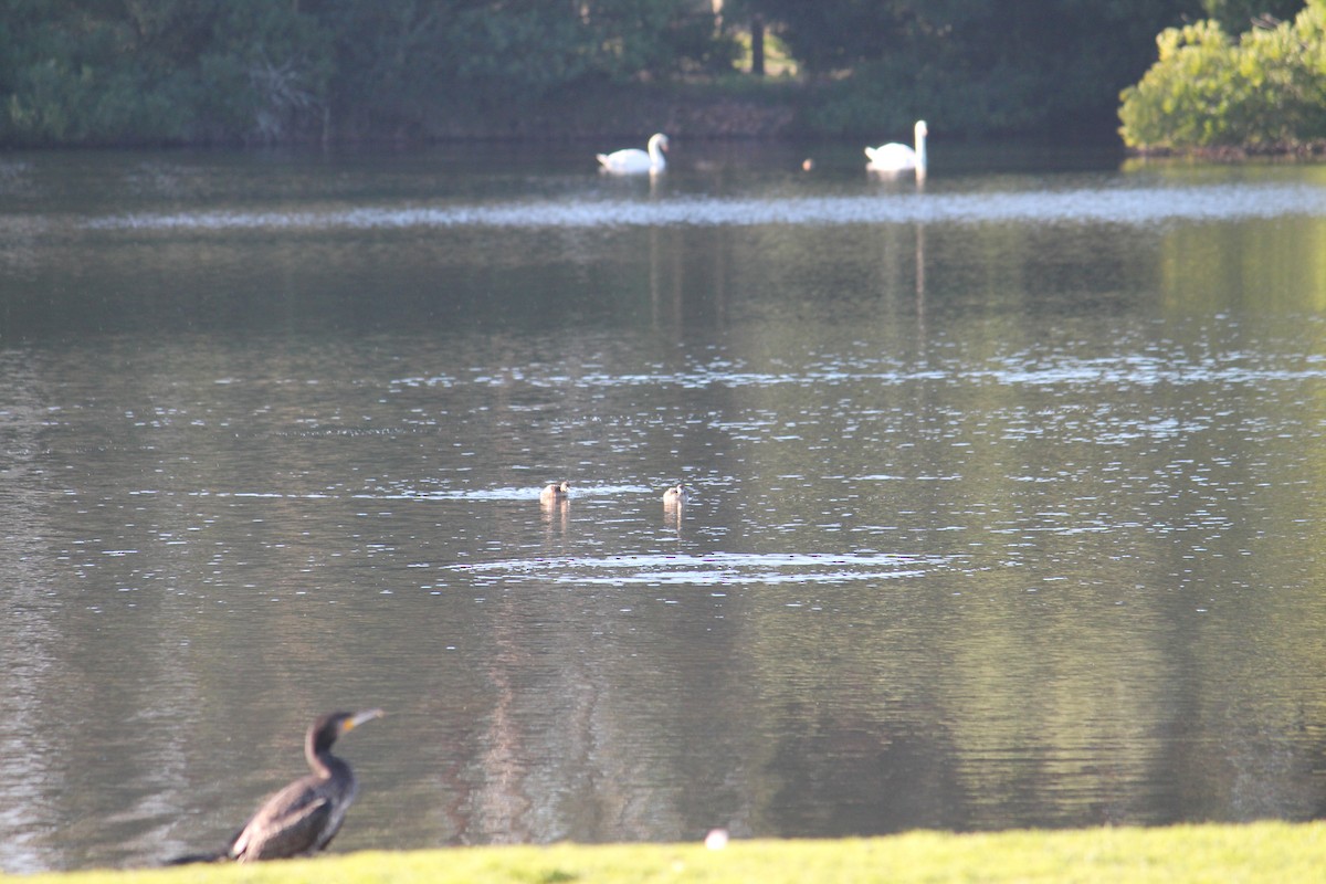 Mute Swan - ML78587251