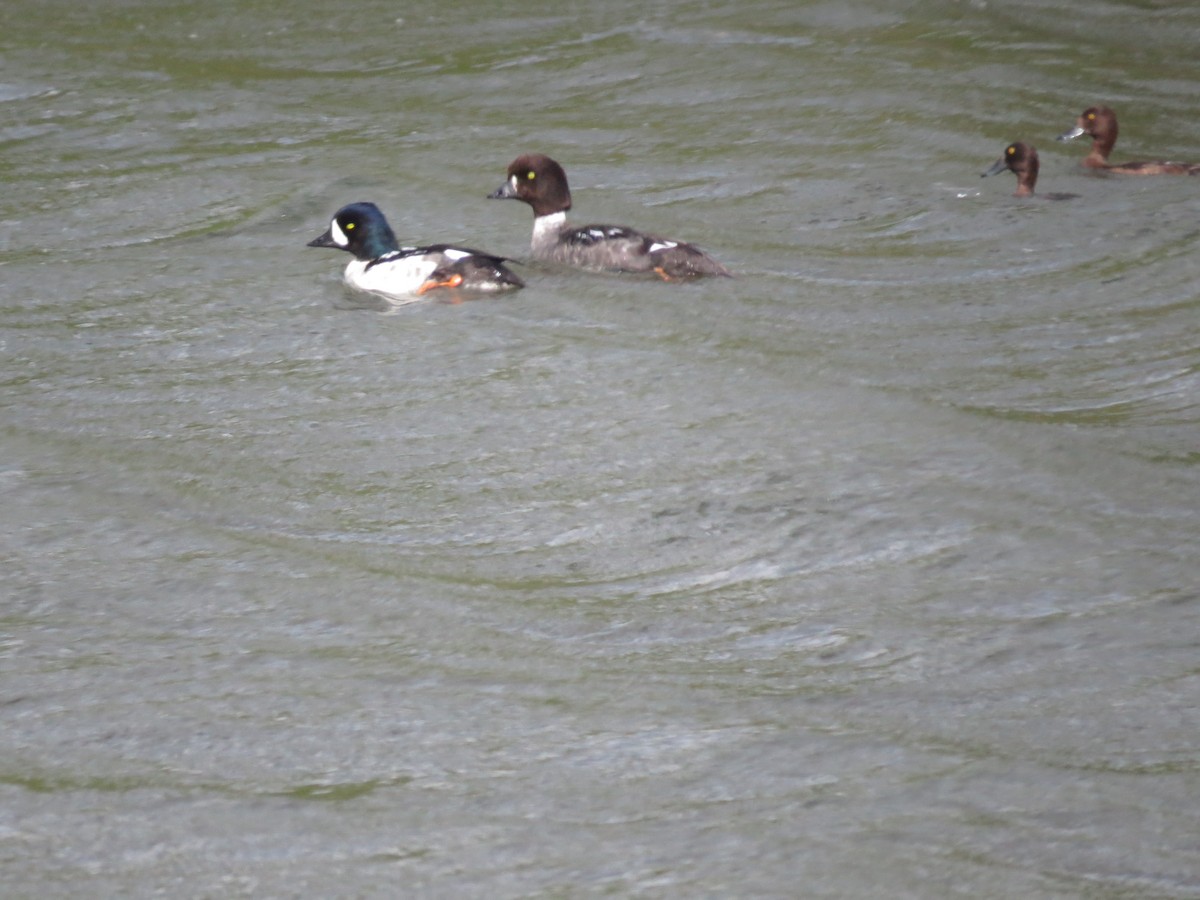 Barrow's Goldeneye - ML78589581