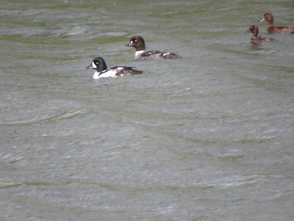 Barrow's Goldeneye - ML78589591