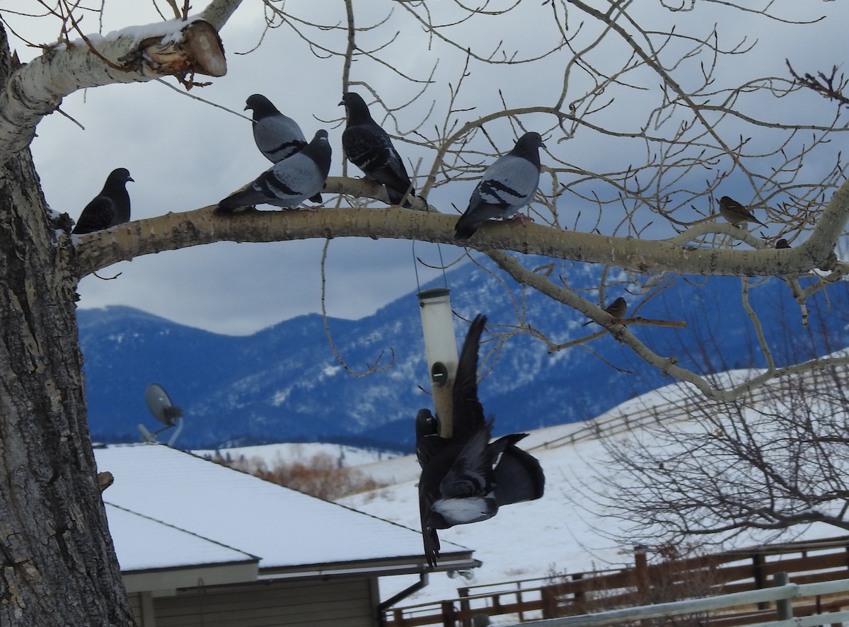 Rock Pigeon (Feral Pigeon) - Shane Sater