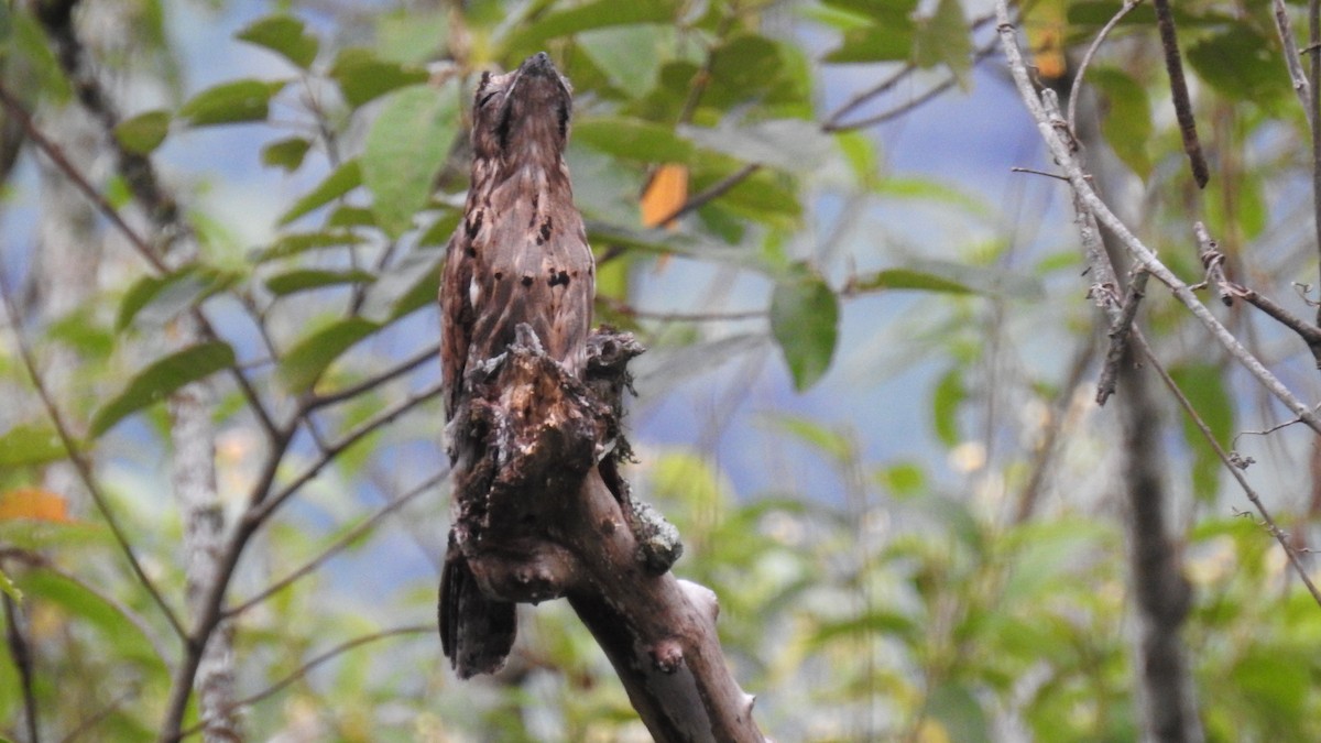 Common Potoo - Alessandro Rômulo Carneiro