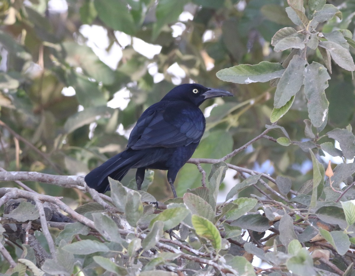 Great-tailed Grackle - ML78590231