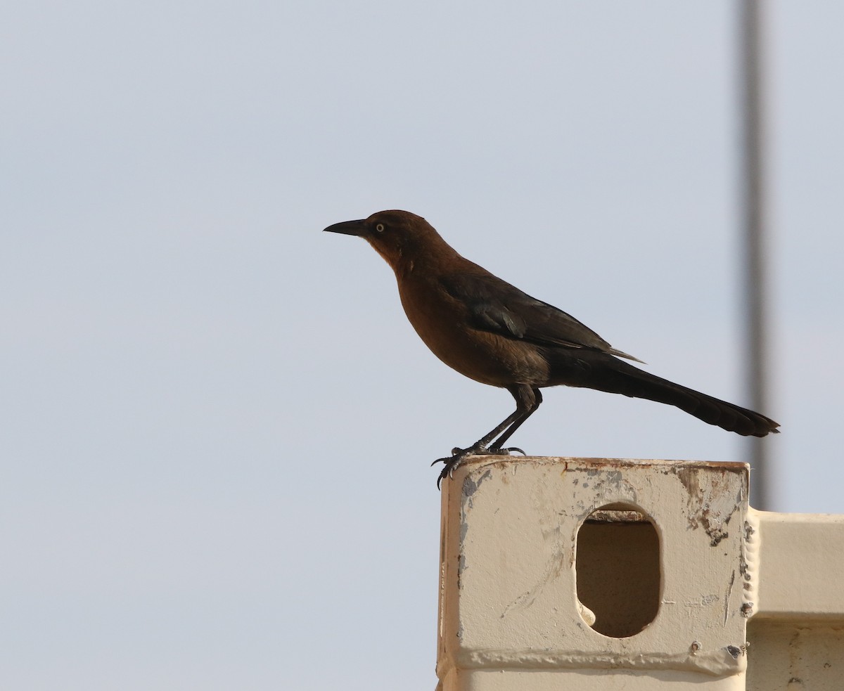 Great-tailed Grackle - ML78590261
