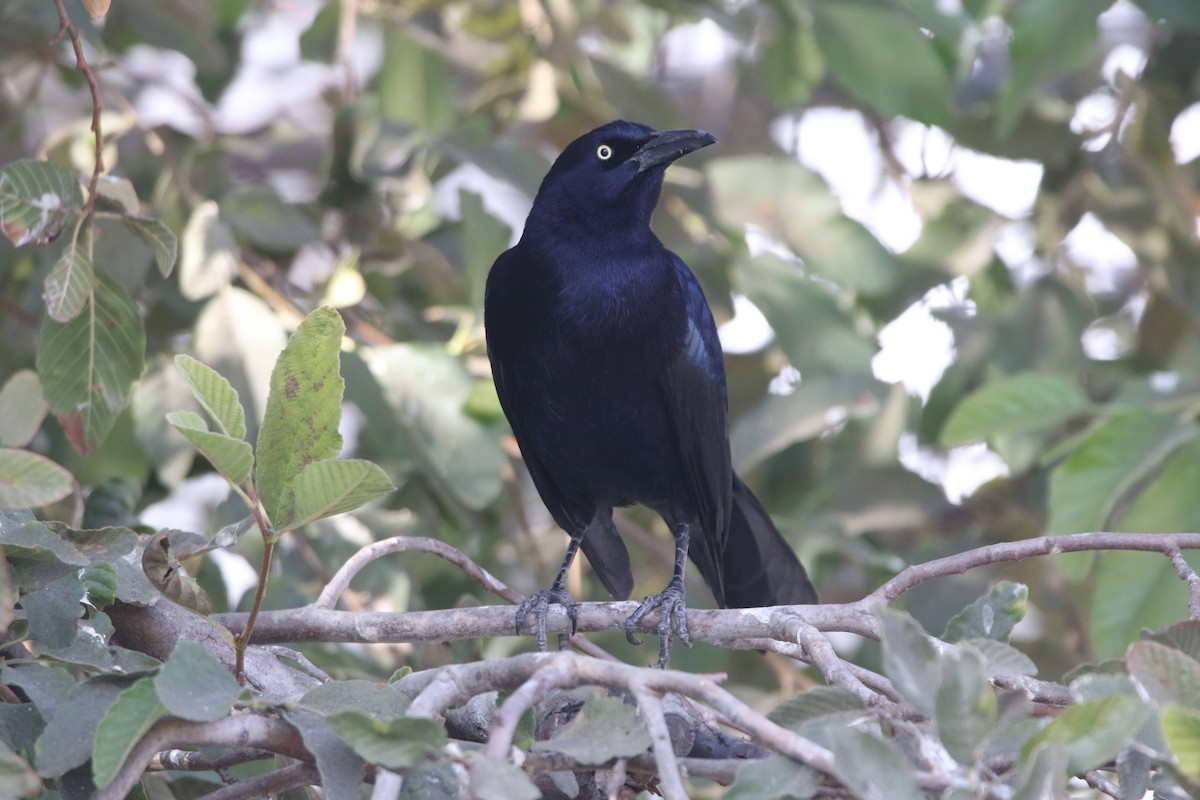 Great-tailed Grackle - ML78590281