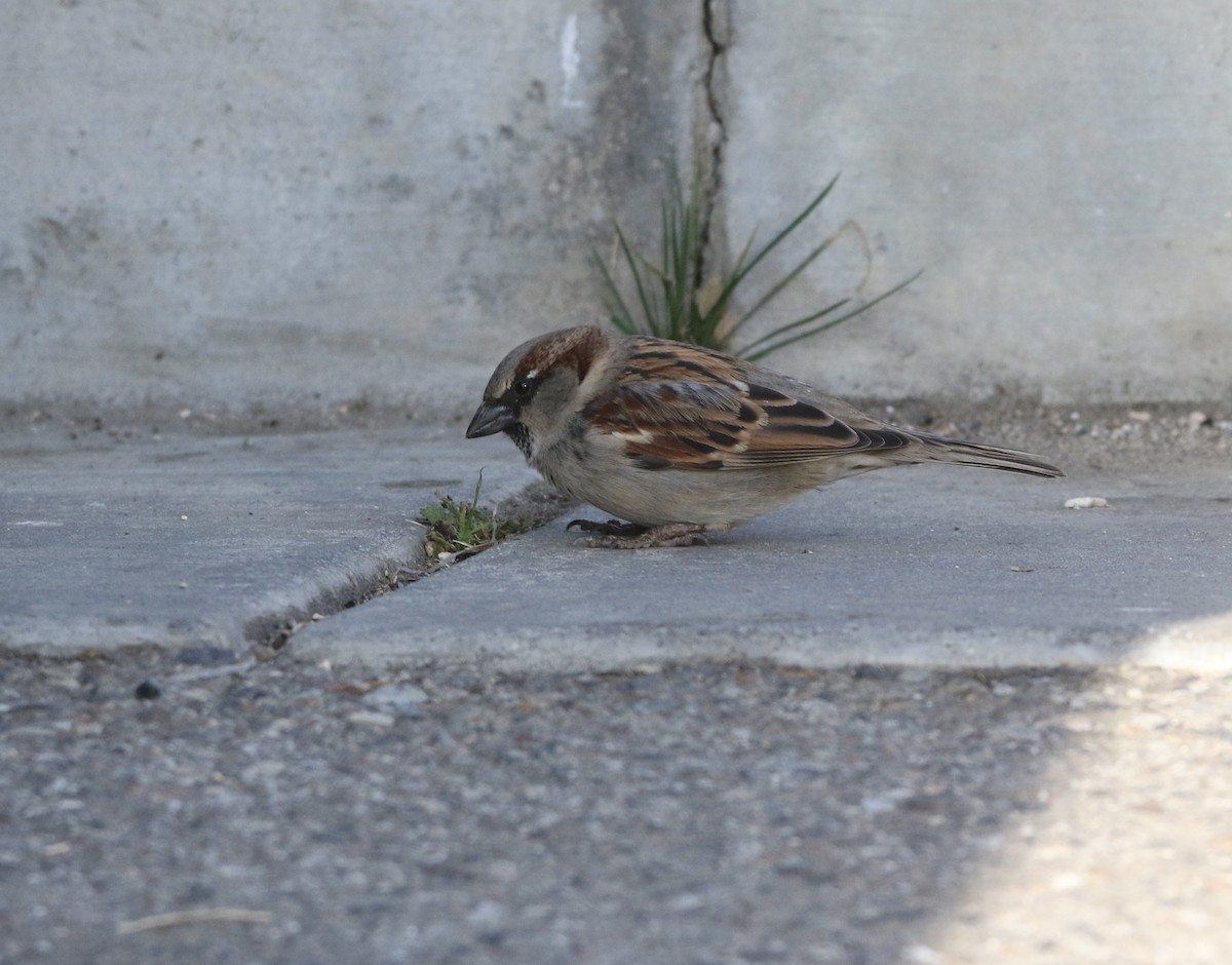 House Sparrow - ML78590401