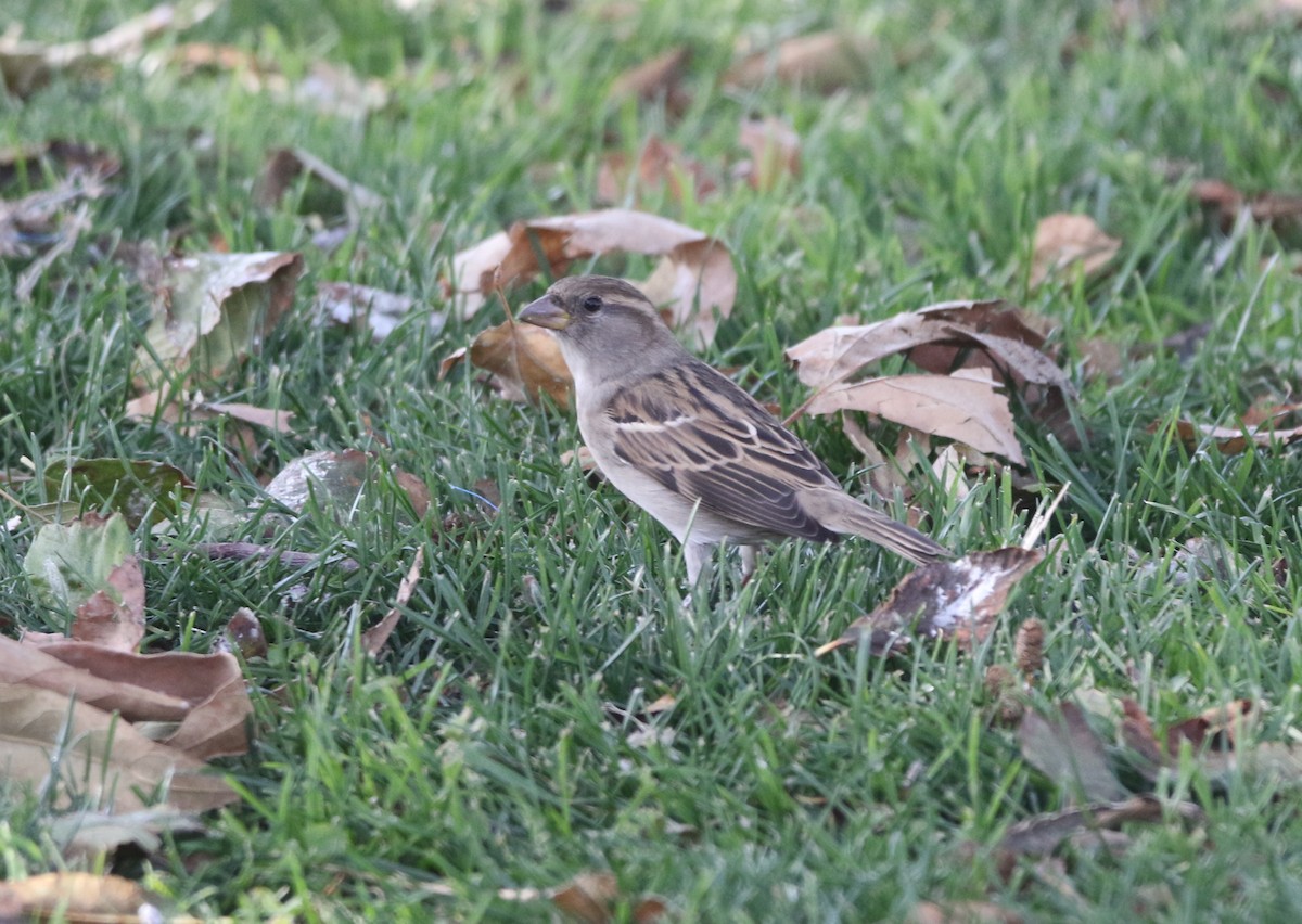 House Sparrow - ML78590611