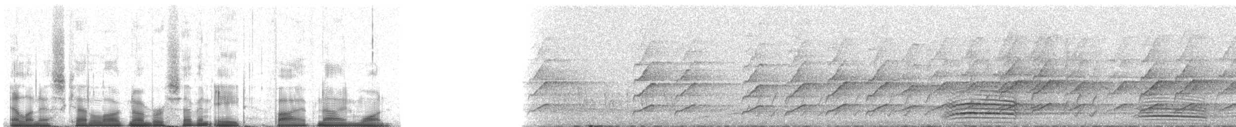 Méliphage bruyant - ML78591