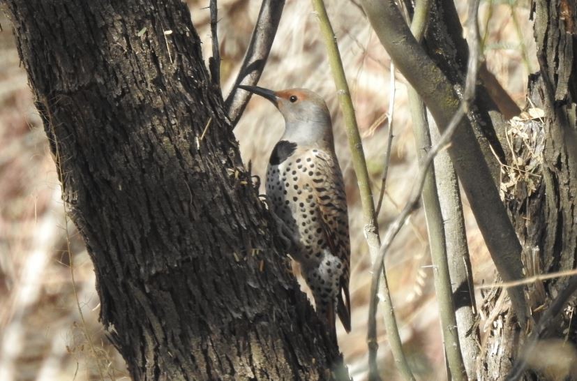 Northern Flicker - ML78591521