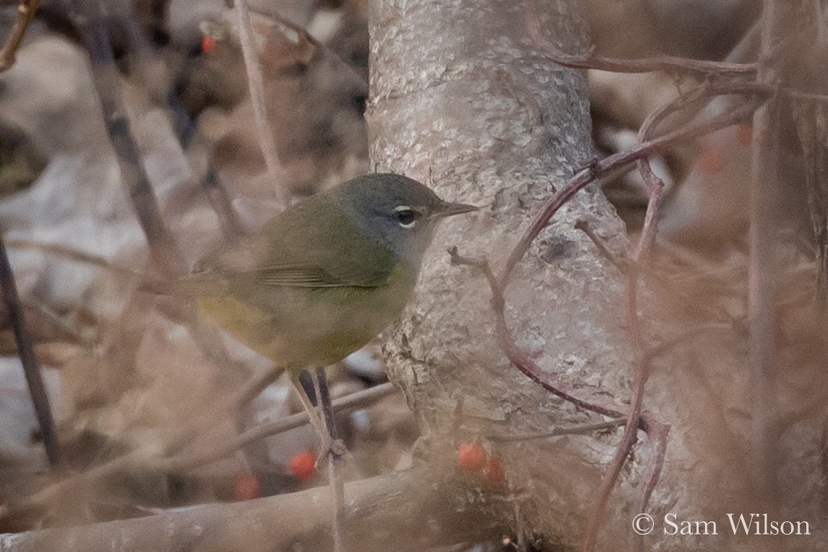 MacGillivray's Warbler - ML78592331