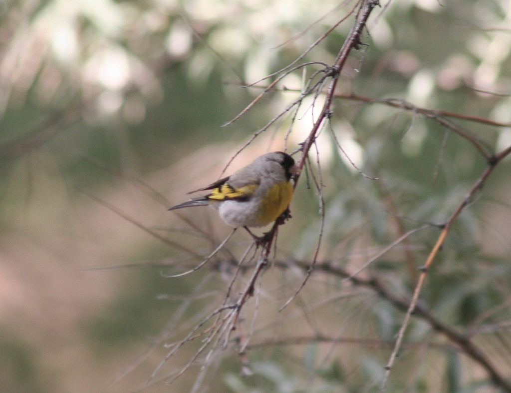 Lawrence's Goldfinch - ML78592431