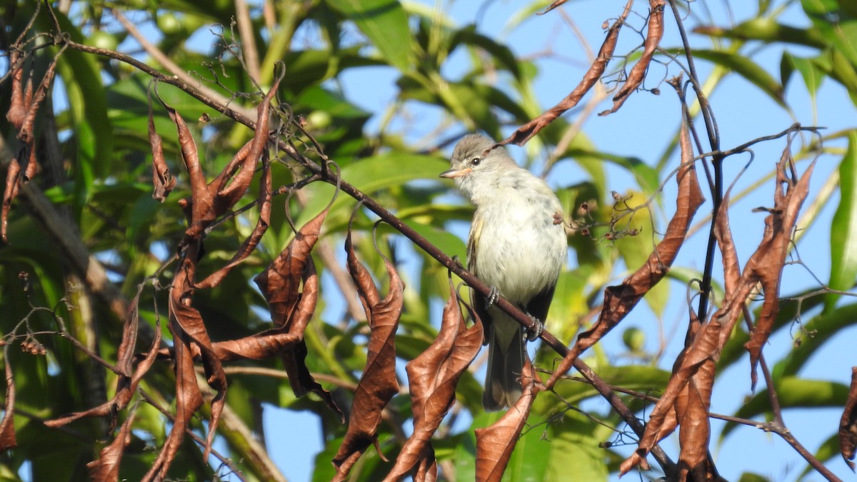 Southern Beardless-Tyrannulet - ML78594381