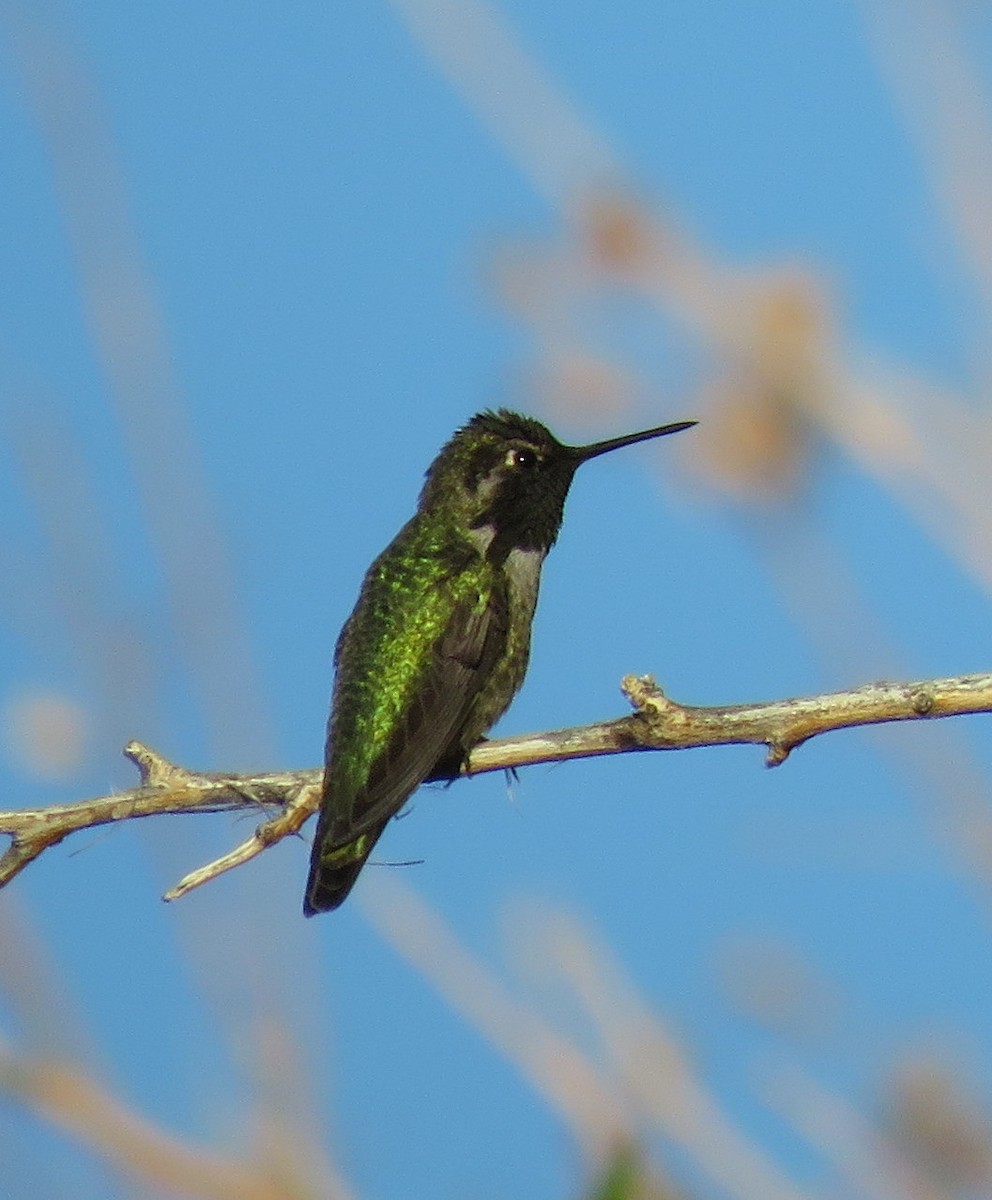 Anna's Hummingbird - Glenn Pannier