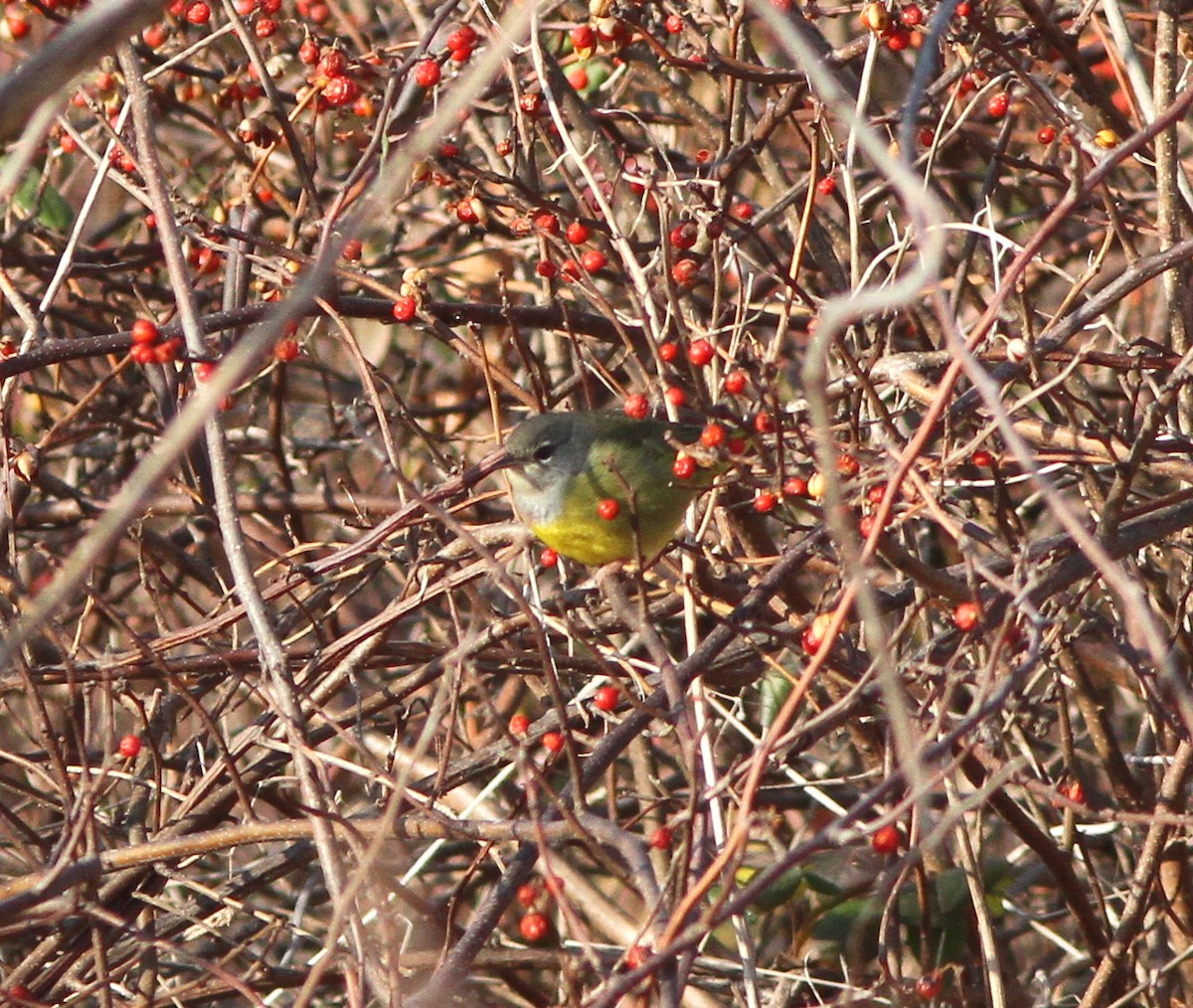 MacGillivray's Warbler - Steven Glynn