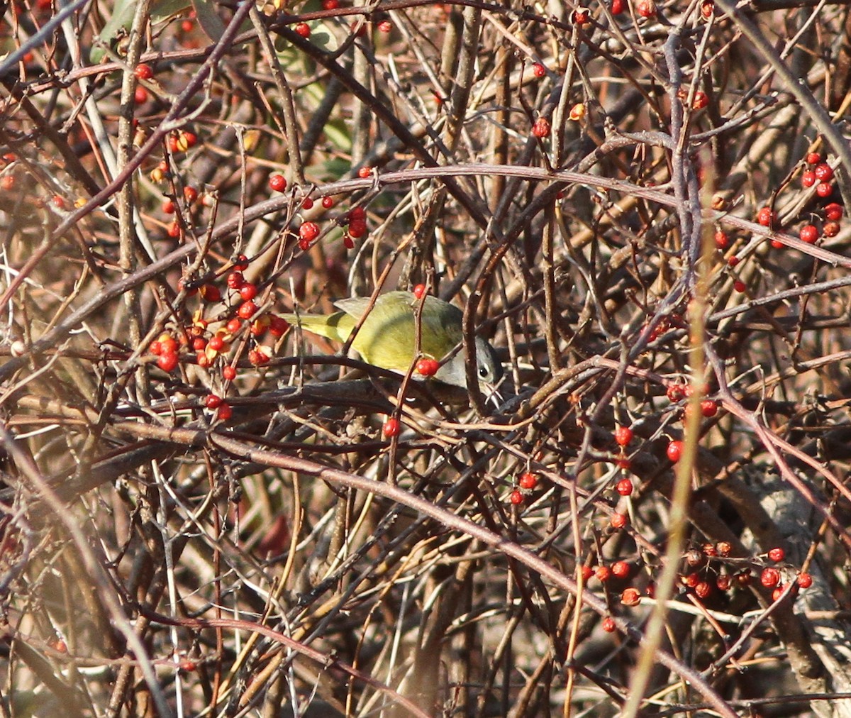 MacGillivray's Warbler - Steven Glynn