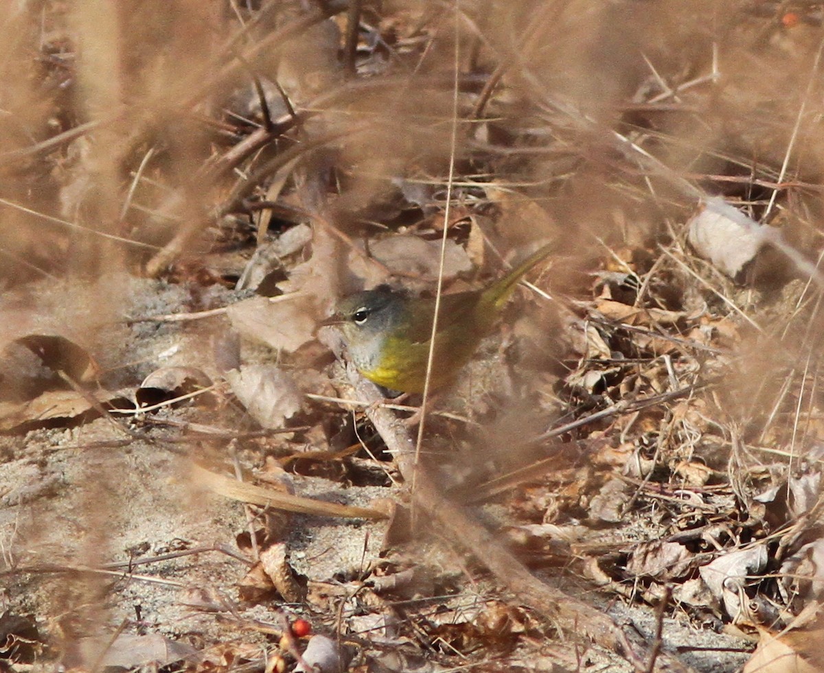 MacGillivray's Warbler - Steven Glynn