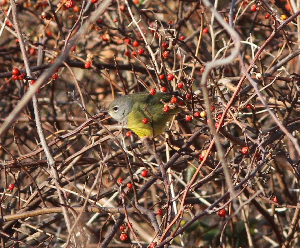 MacGillivray's Warbler - Steven Glynn