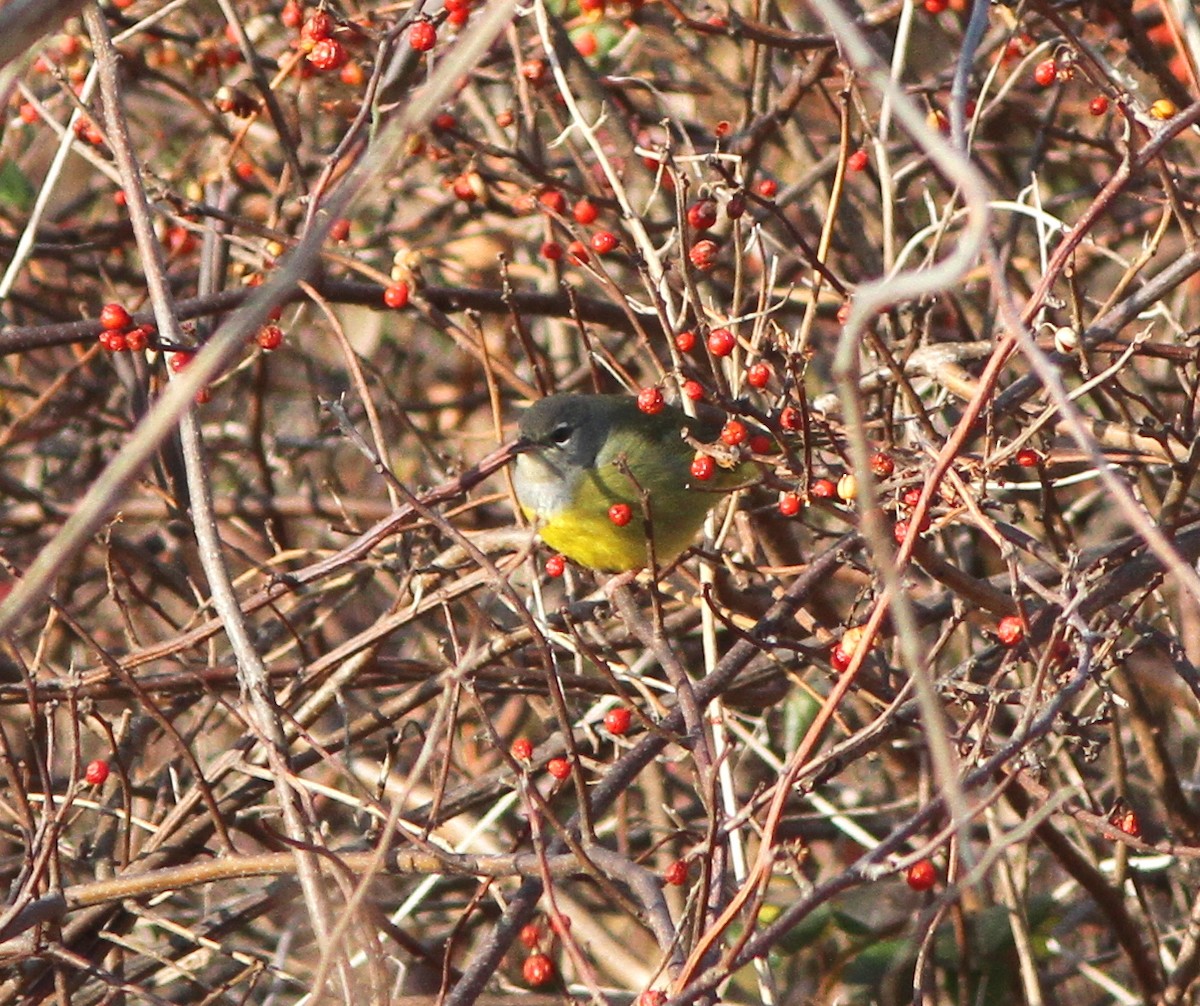 MacGillivray's Warbler - Steven Glynn