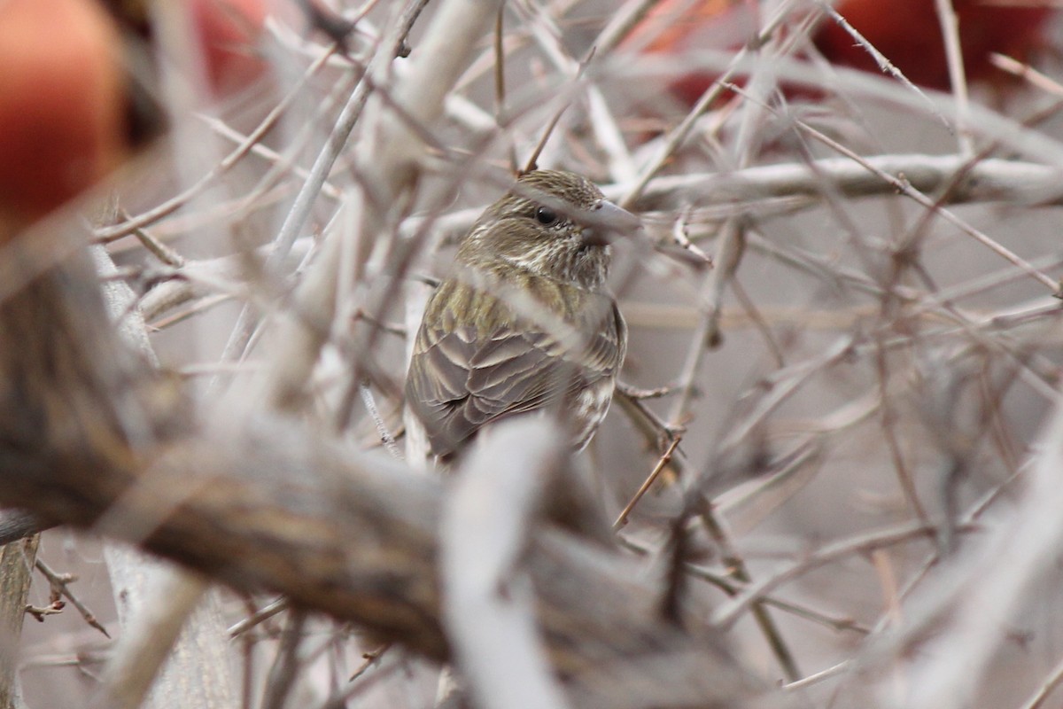 Purple Finch (Western) - ML78595691