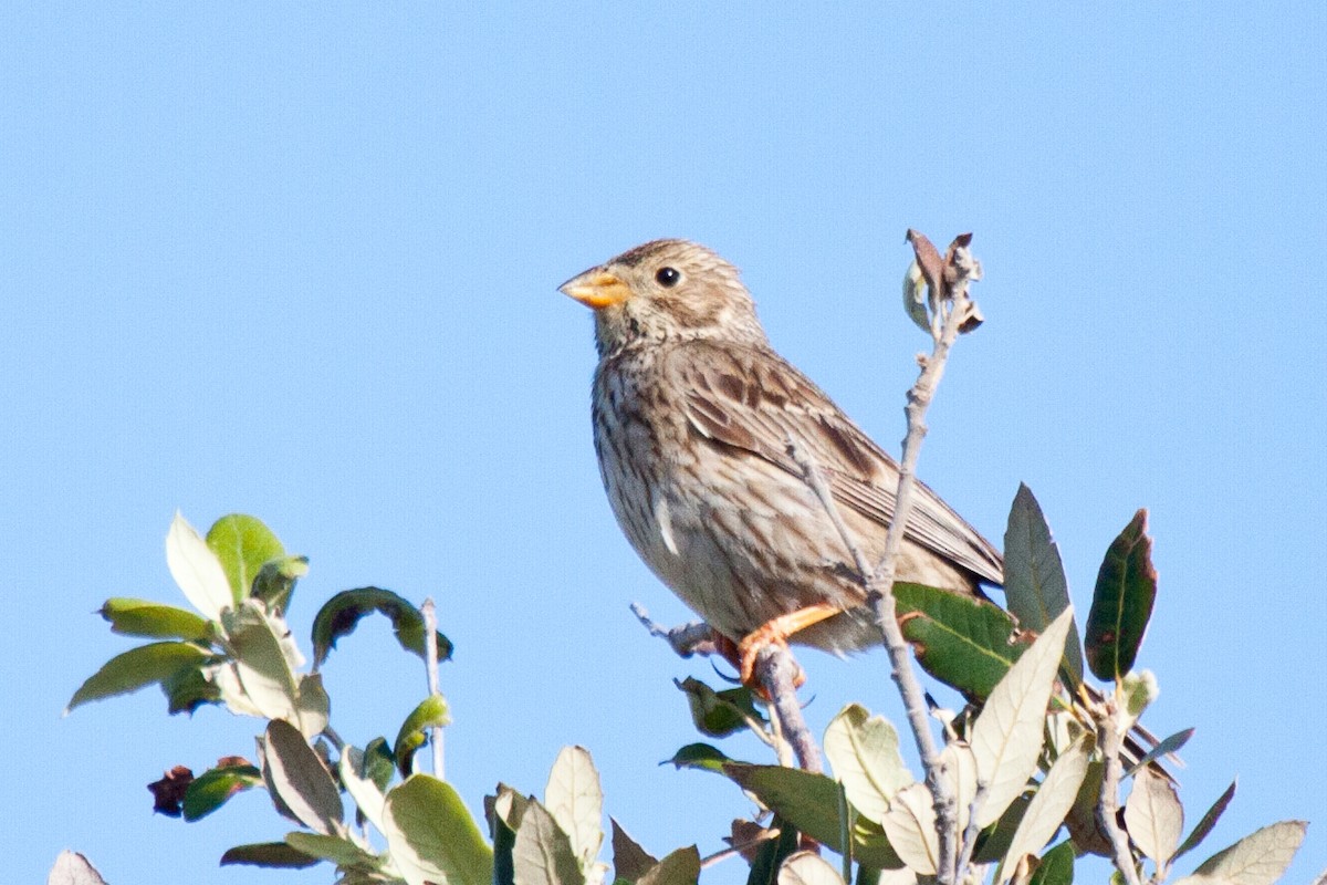 Corn Bunting - ML78596101