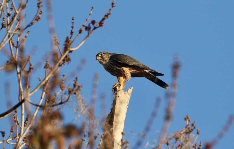 Merlin - Paul Petrus