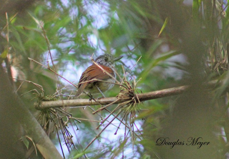 Rufous-backed Antvireo - ML78599721