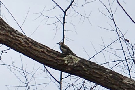 Yellow-bellied Sapsucker - ML78603261