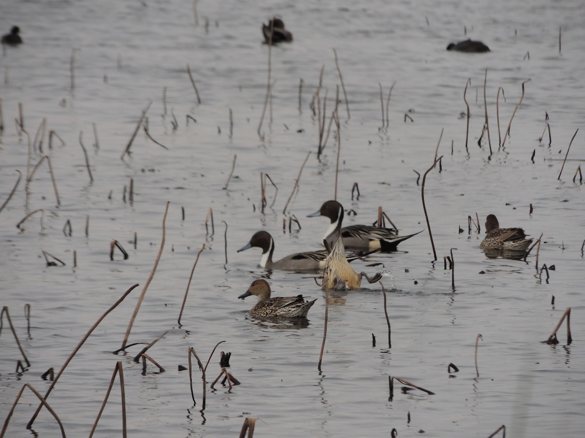 Northern Pintail - Jay Huner