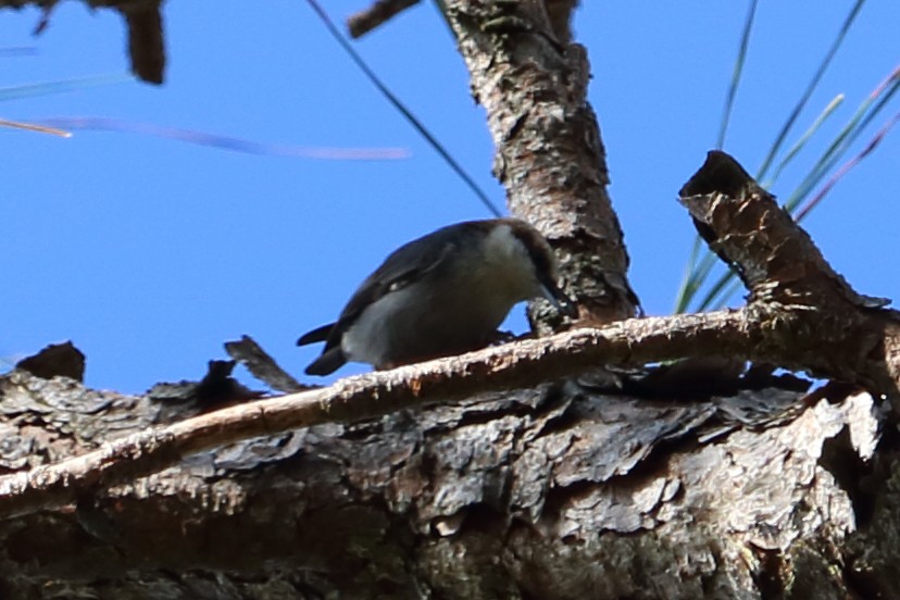 Brown-headed Nuthatch - Alta Tanner