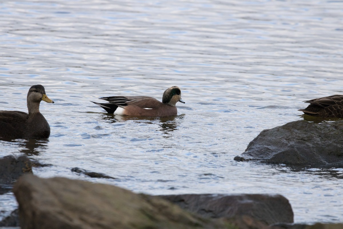 American Wigeon - ML78609151