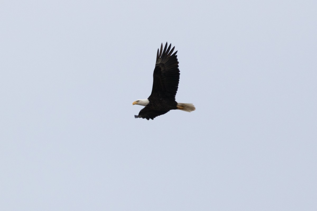 Bald Eagle - ML78610031