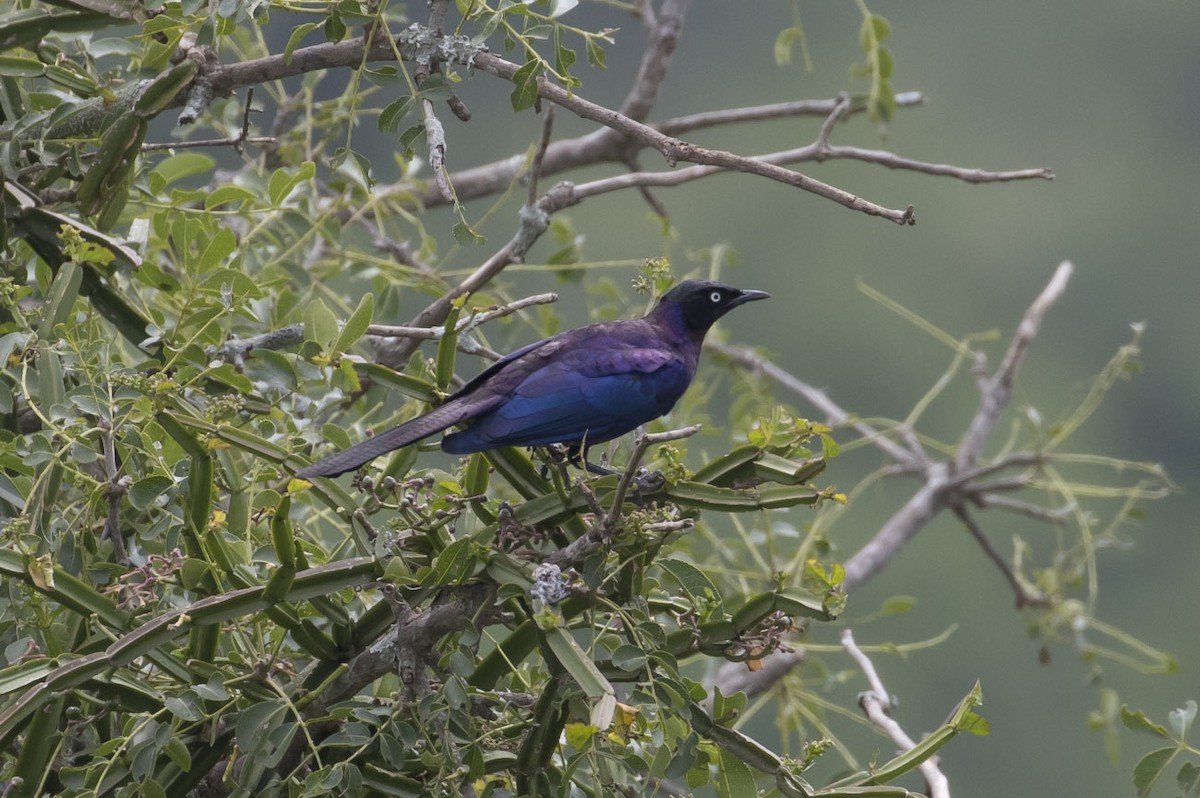 Rüppell's Starling - ML78611021