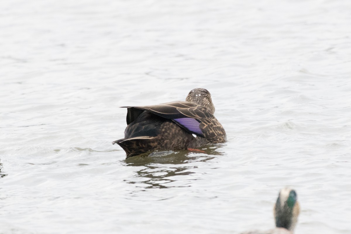 American Black Duck - Steven McGrath