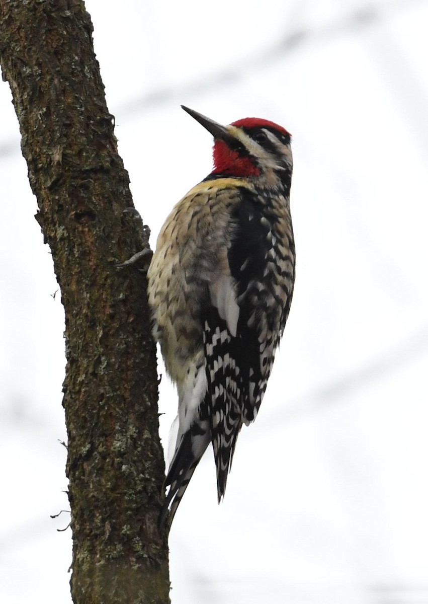 Yellow-bellied Sapsucker - Barry Blust