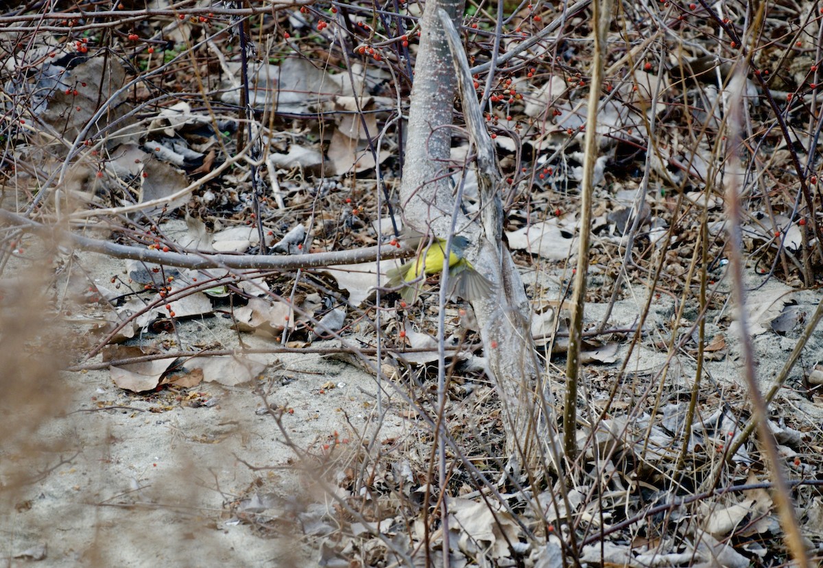 MacGillivray's Warbler - ML78614871