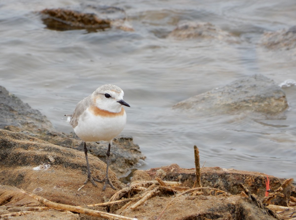 Chestnut-banded Plover - ML78615001