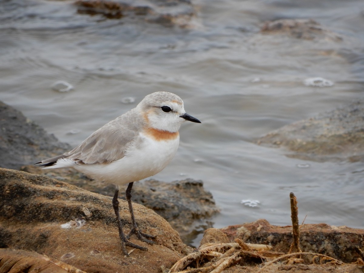 Chestnut-banded Plover - ML78615111