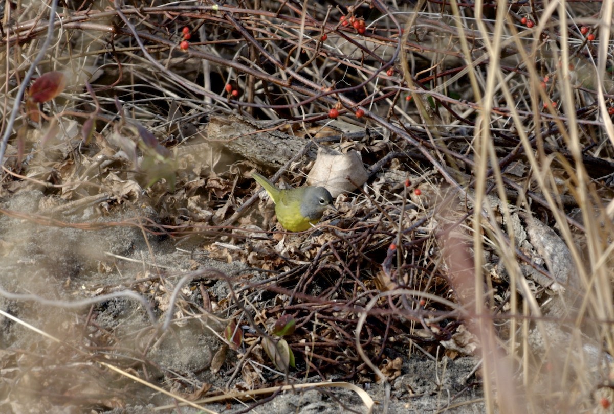 MacGillivray's Warbler - Jageshwar Benimadho